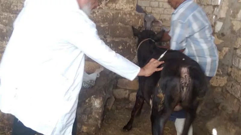 الطب البيطري بالسويس يواصل تحصين الحيوانات في قرية الشلوفة