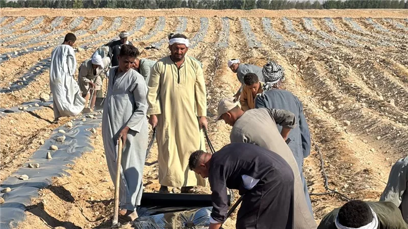 من أرض مصر إلى أسواق العالم.. أفرولاند تبدأ تجهيز مزارع إسنا لموسم الكانتلوب 2026/2027