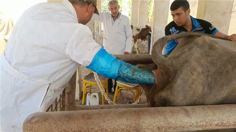 بيطري المنوفية يفحص المواشي بالسونار ويكشف عن السل والبروسيلا في الباجور