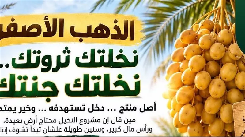 «الذهب الأصفر».. أفرولاند تطرح الاستثمار في نخيل البرحي من 10 آلاف جنيه