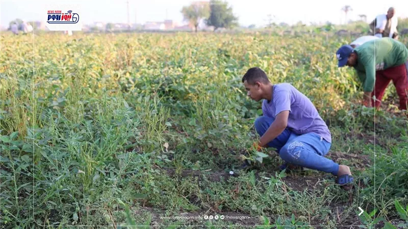 في عيد الفلاح.. المنيا تحتفي بحصاد فول الصويا وتتصدر إنتاج المحصول