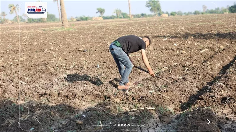 عيد الفلاح في المنيا.. موسم البطاطس يبدأ وسط طموحات زيادة الإنتاج الزراعي