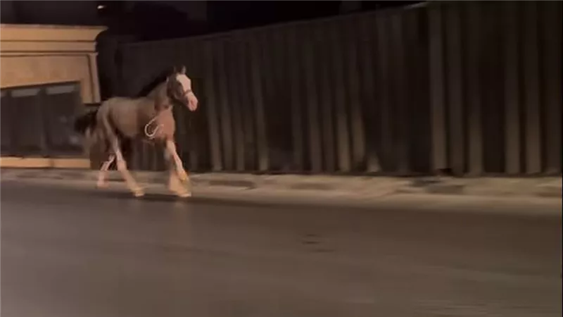 حصان دخل السباق فجأة مع العربيات.. لحظات رعب على الطريق تنتهي بتدخل الشرطة ماذا حدث؟