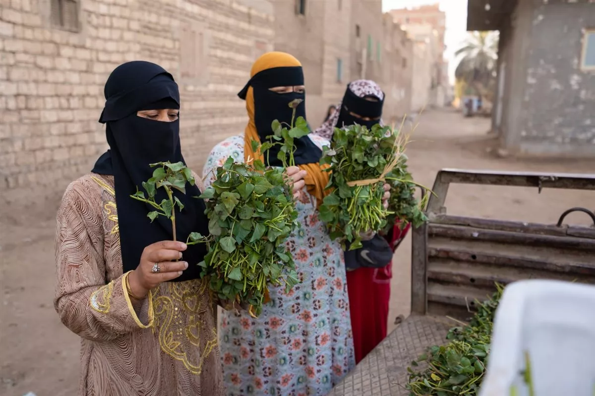 محصول البطاطا في المنيا&nbsp;