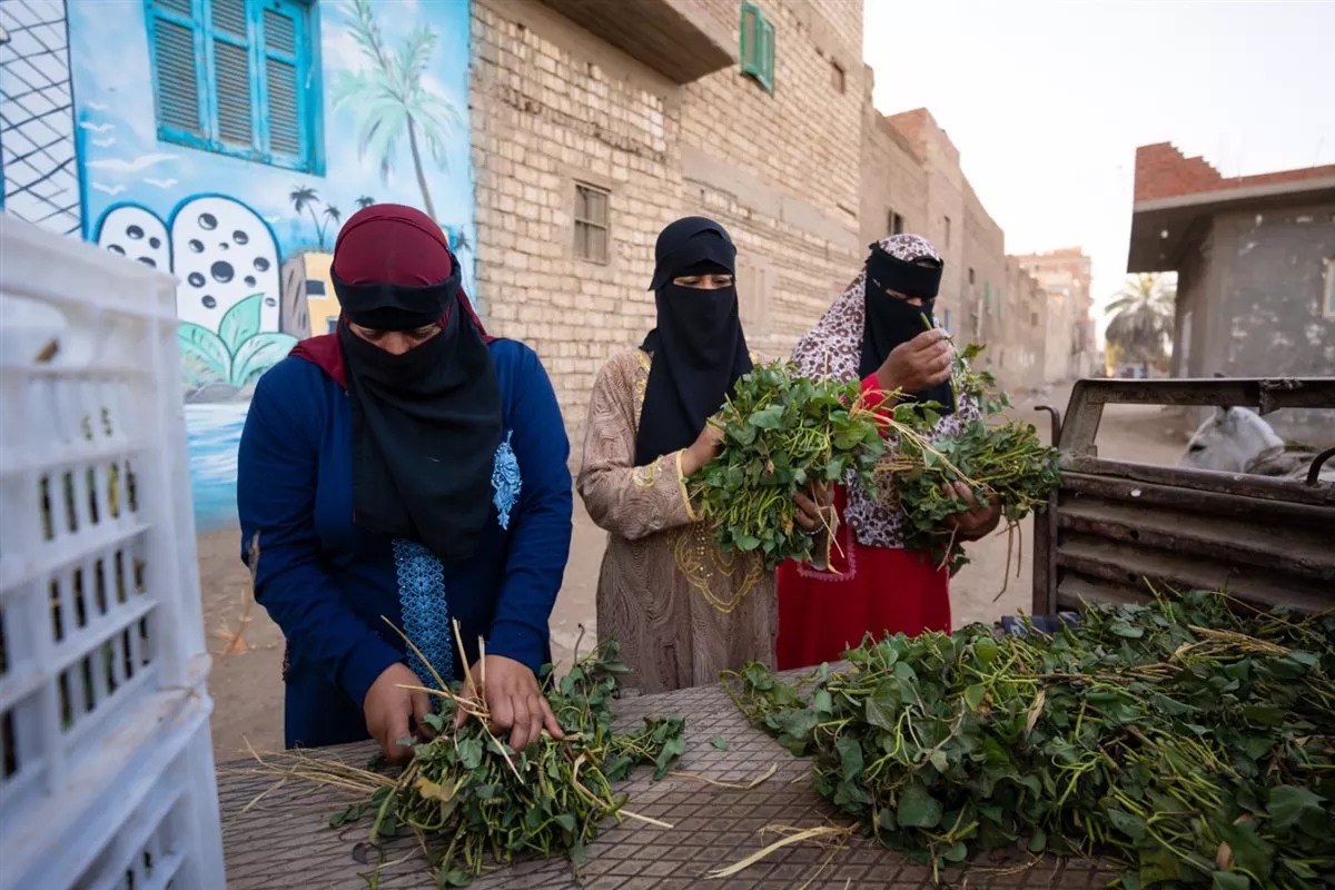مزارعات المنيا