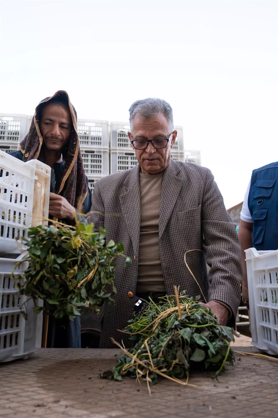 زراعة البطاطا في المنيا&nbsp;