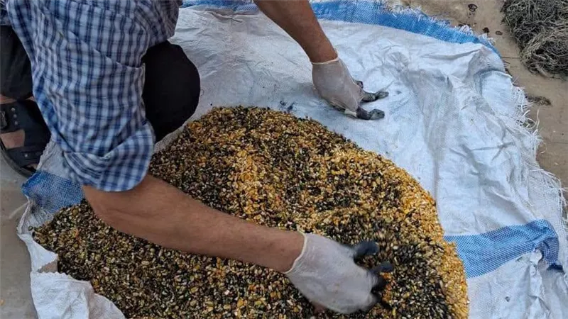 زراعة المنوفية تواصل حملة مكافحة القوارض بعد حصاد المحاصيل الصيفية