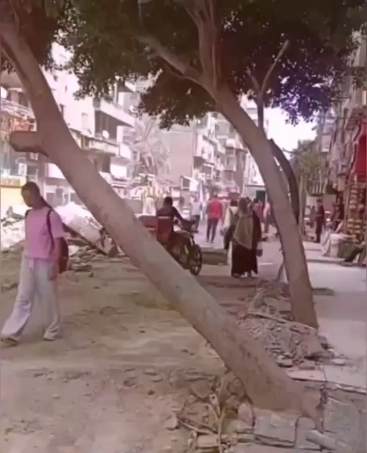 شجرة عين شمس