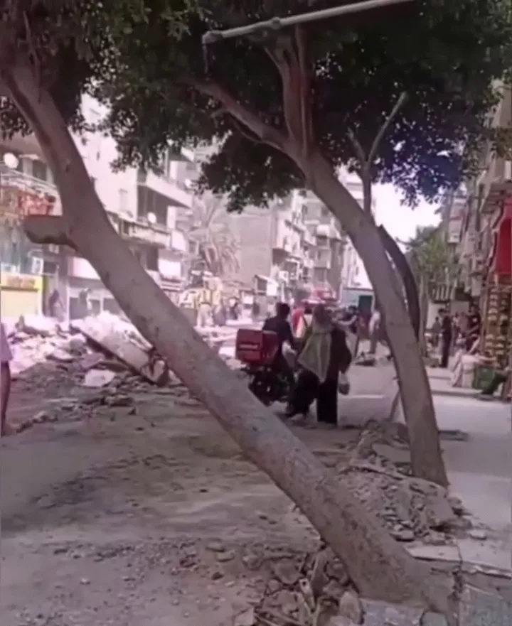 شجرة عين شمس