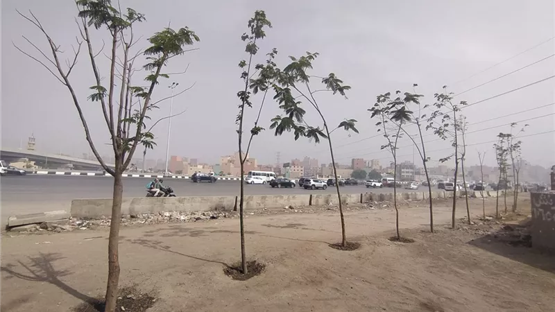 محافظ الجيزة يوجه بالتوسع في مبادرة «اتحضر للأخضر» وحملة «100 مليون شجرة»