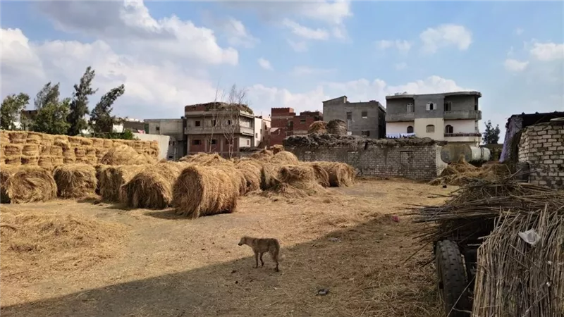 للقضاء على السحابة السوداء بالشرقية :جمع ٢١٢٢٠ طن قش أرز وتشغيل ١٥٠ موقع  