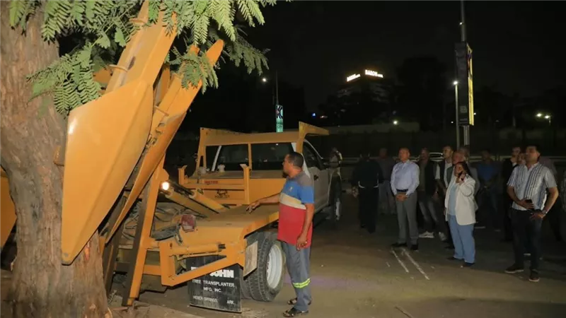 بعد سقوطها.. نقل وإعادة زراعة شجرة بونسيانا عمرها سنوات في مصر الجديدة