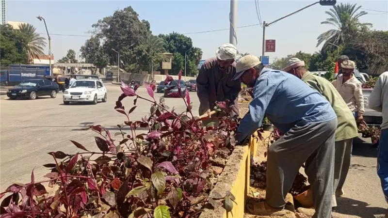 زراعة أحواض الزهور بشارع النيل في إمبابة ضمن مبادرة «اتحضر للأخضر»