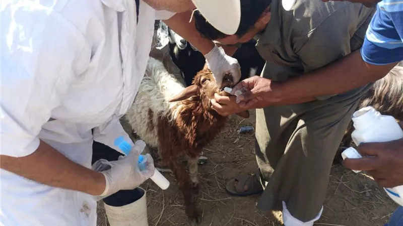 الطب البيطري بالسويس ينفذ حملة لتجريع الأغنام والماعز ضد الطفيليات الداخلية 