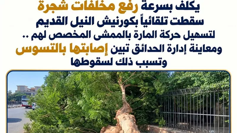 محافظ أسوان يوجه برفع مخلفات شجرة سقطت بكورنيش النيل القديم