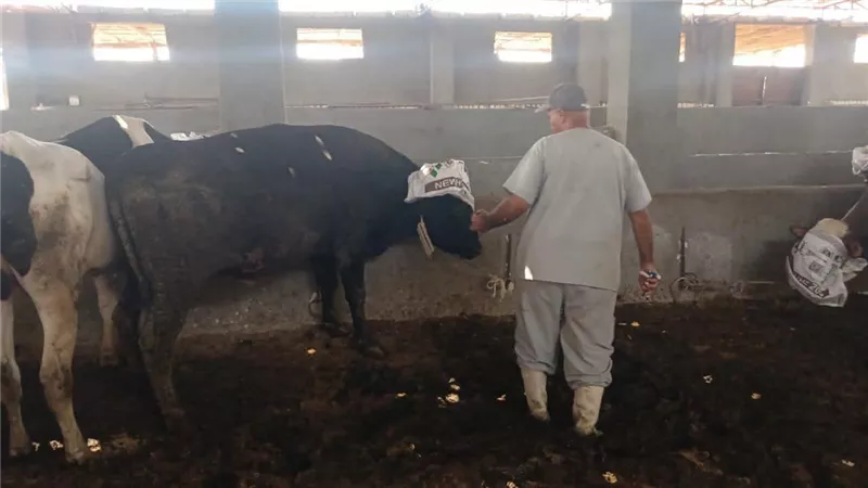 حملات بيطرية مكثفة لتحصين الماشية بقرية الرائد في السويس ضد الحمى القلاعية