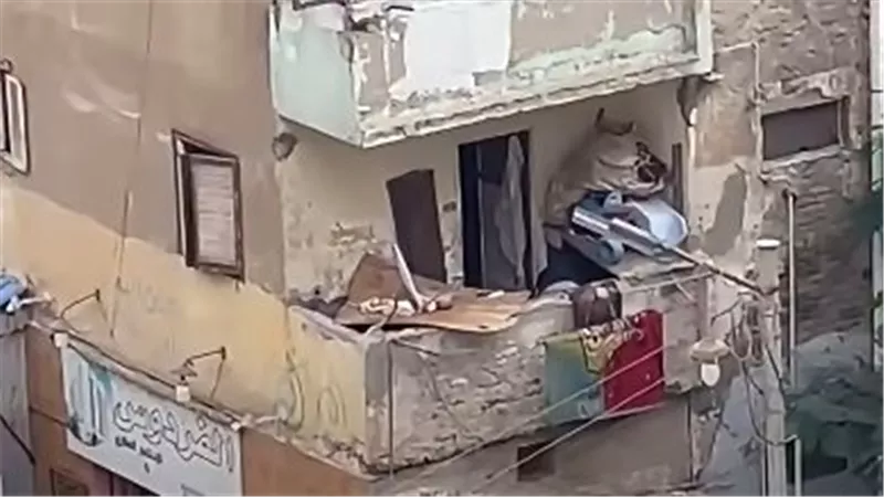 «كلاب في شكاير بالليل وصريخ من البلكونة».. شاب يناشد الداخلية لإنقاذها: «مش هسيبك»