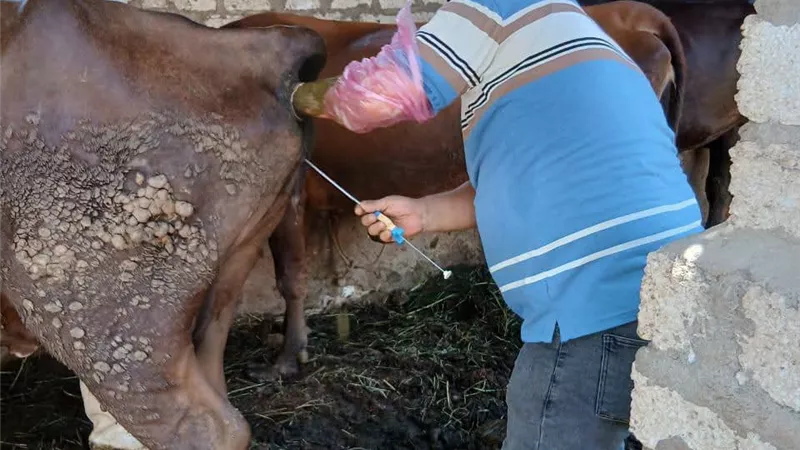 الطب البيطري بالسويس يكثف برامج تحسين السلالات ورفع كفاءة الثروة الحيوانية