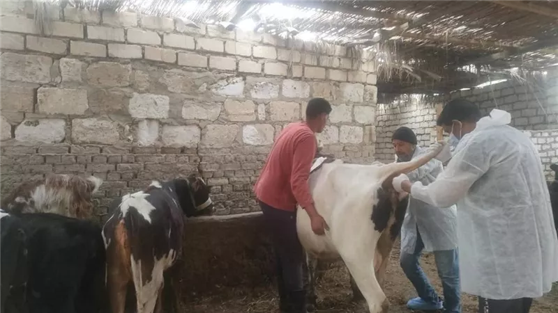 الزراعة: فحص 62 ألفًا و849 حيوانًا للكشف عن البروسيلا والسل البقري خلال أغسطس