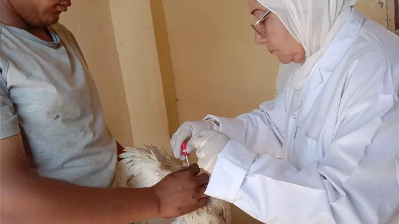 السويس تكثف فحوصات مزارع الدواجن للتأكد من خلوها من إنفلونزا الطيور