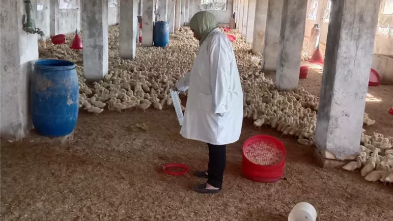 الأمان الحيوي خط أحمر.. والطب البيطري بالسويس يواصل حملاته لحماية الثروة الداج