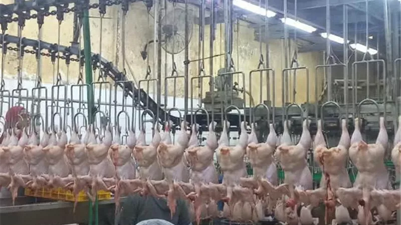 الطب البيطري بالسويس يفحص مجازر الدواجن لضمان وصول غذاء آمن للمواطنين