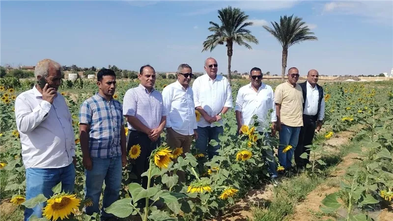 رئيس بحوث الصحراء يتفقد زراعة عباد الشمس بمياه الآبار المالحة في رأس سدر