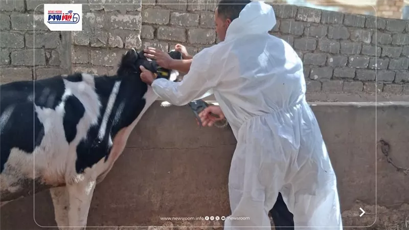 تحصين 146205 رأس ماشية ضدالحمى القلاعية والوادي المتصدع والتسمم الدموى بالفيوم