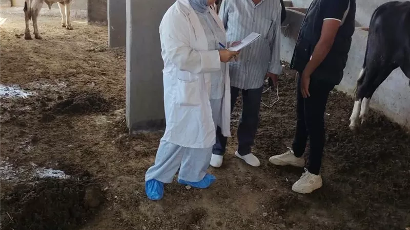 الطب البيطري بالسويس يواصل متابعة إجراءات التأمين على الثروة الحيوانية