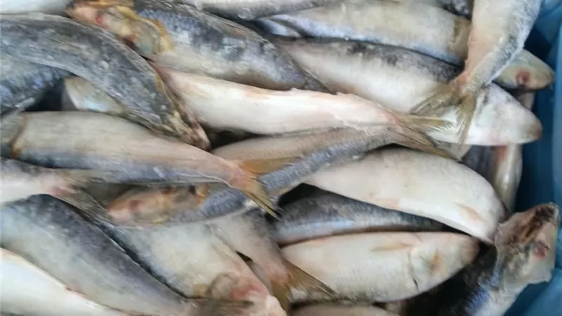 ضبط 8200 كجم من اللحوم والأسماك المجمدة الغير صالحة للاستهلاك الادمي 