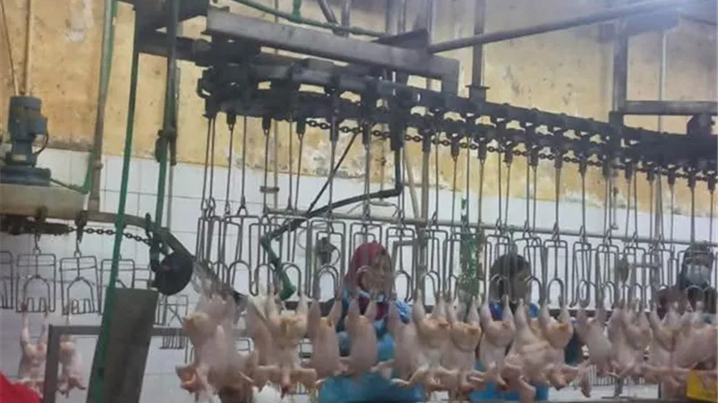 بيطري السويس يفحص  4822 ذبيحة ومنتجات لحوم ودواجن للتأكد من سلامتها