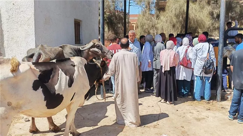 خدمات بيطرية مجانية لأكثر من 110 آلاف رأس ماشية و87 ألف طائر خلال سبتمبر