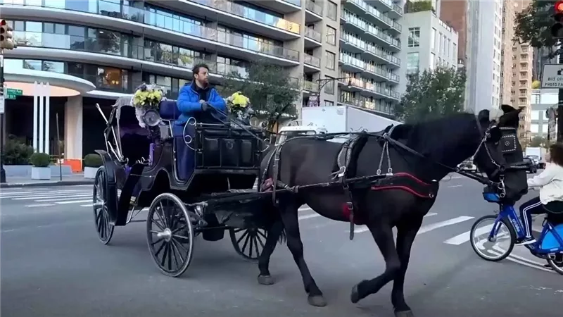 إحدى عربات الخيول في نيويورك