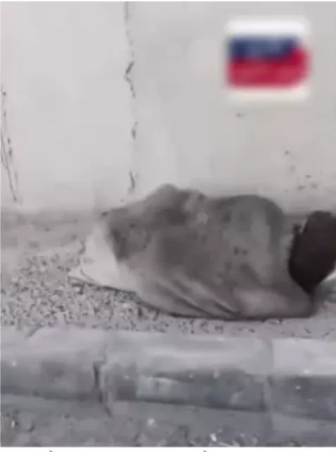 الفتاة أثناء إفتراش الرصيف&nbsp;