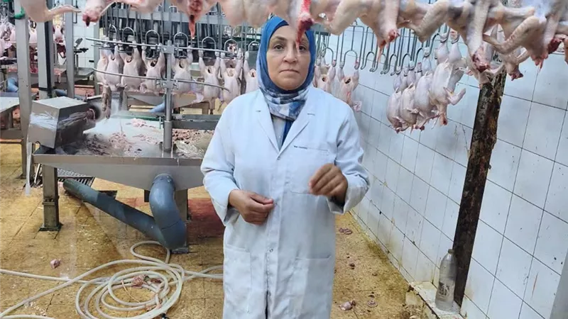 الطب البيطري بالسويس: فحص 3846 رأسًا وطائرًا والتأكد من صلاحيتها للاستهلاك الآدمي