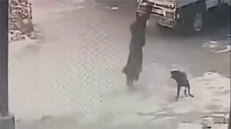 «نطقت الشهادتين بعد ما هاجمني».. شاب بالمنيا يروي لحظات الرعب في مواجهة كلب مسعور