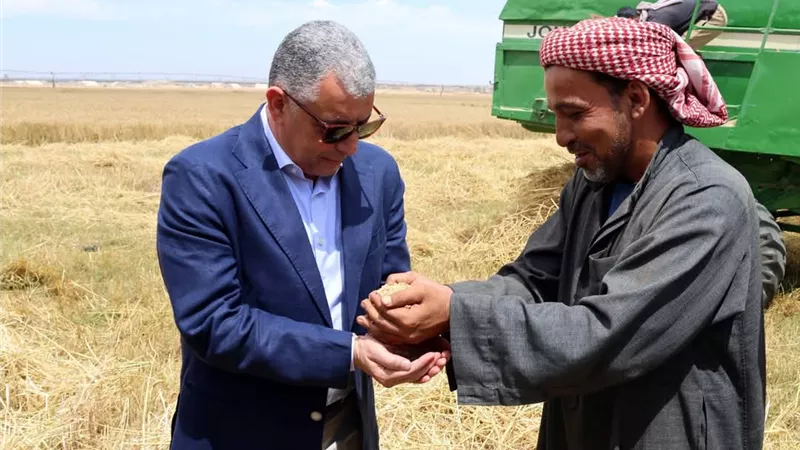 الذهب الأصفر.. محافظ الإسماعيلية يشهد الاحتفال بيوم حصاد محصول القمح بفايد