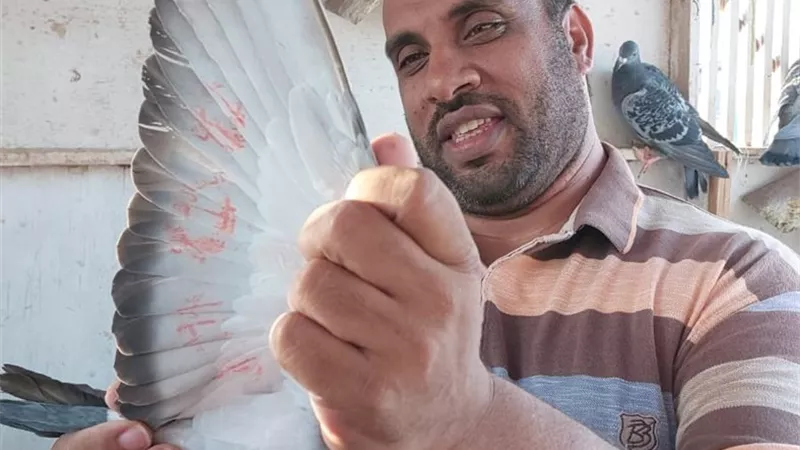 من سطح منزله إلى القمة.. جمال الحكيم بطل سباق ليبيا للحمام الزاجل (صور)