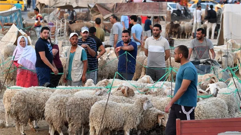 عيد الأضحى 2025.. الأزهر يقدم 20 معلومة عن شروط وأحكام الأضحية