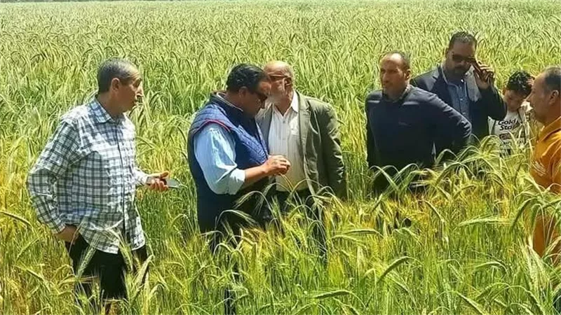 بدء حصاد المحاصيل الاستراتيجية بسهل الطينة شرق بورسعيد    
