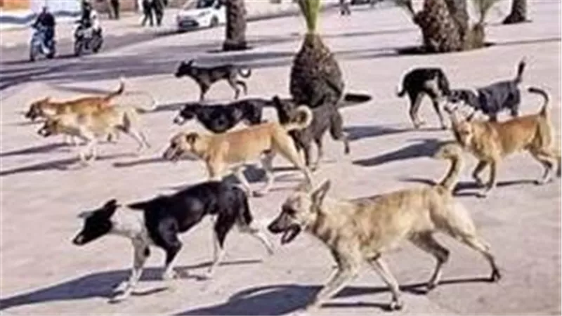 نادي الرحاب يمنع إطعام القطط والكلاب ويهدد المخالفين بإيقاف العضوية