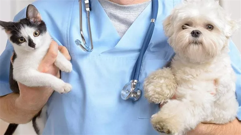 نقابة الأطباء البيطريين : لدينا 91 ألف طبيب مرخصين من النقابة بجميع التخصصات