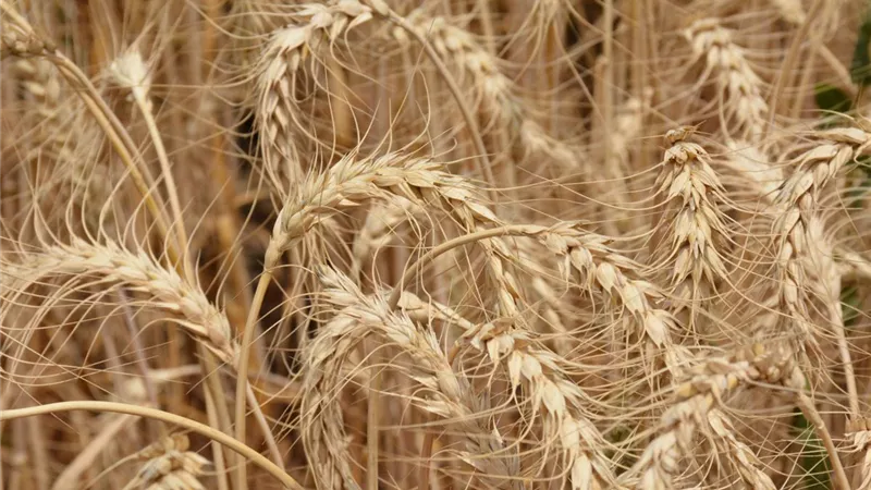 محافظ الغربية يطمئن على عملية حصاد القمح من حقل بسمنود