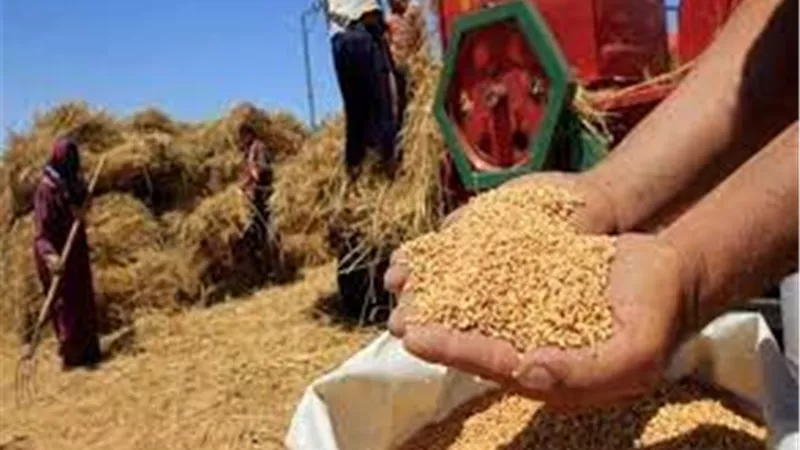 القمح يملأ صوامع المنيا.. 71 ألف طن تدعم الأمن الغذائي في سباق التوريد 2026