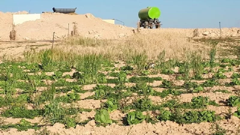أستاذ مناخ: تخفيف حدة العاصفة انقذ القطاع الزراعي من خسائر فادحة