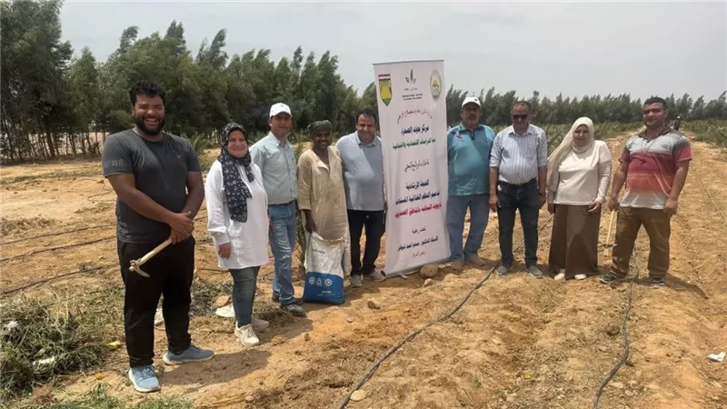 «بحوث الصحراء» ينفذ 10 حقول إرشادية لزراعة عباد الشمس الزيتى بجنوب سيناء
