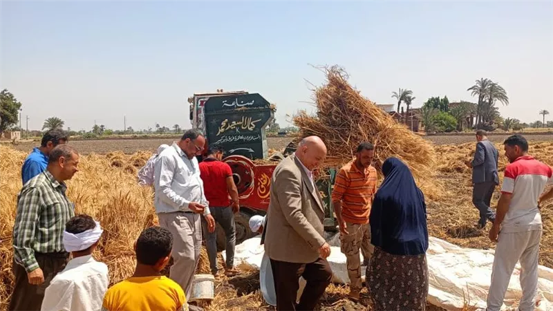 وزارة الزراعة تتابع حصاد القمح.. وبيض المائدة ينخفض لـ 115 جنيها