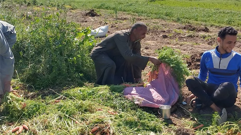 من مشقة الجني إلى صعوبة البيع.. رحلة معاناة عمال الجزر مع جني المحصول في قنا