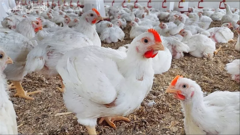 أسعار الفراخ البيضاء اليوم الاثنين بالأسواق.. وزيادة جديدة في كيلو البانيه 
