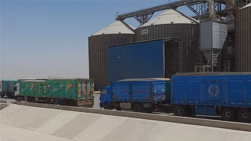 محافظ المنيا: استقبال 230 ألف طن قمح منذ بدء موسم توريد 2025